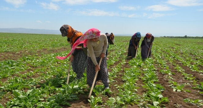 Tarim İşçi̇si̇ 4