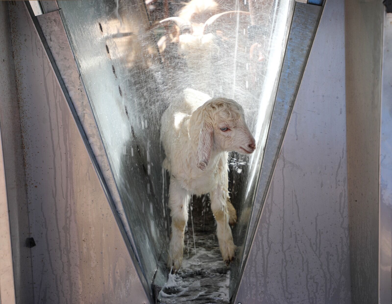 Ücretsiz Parazit Uygulaması Üreticinin Yüzünü Güldürdü (7)