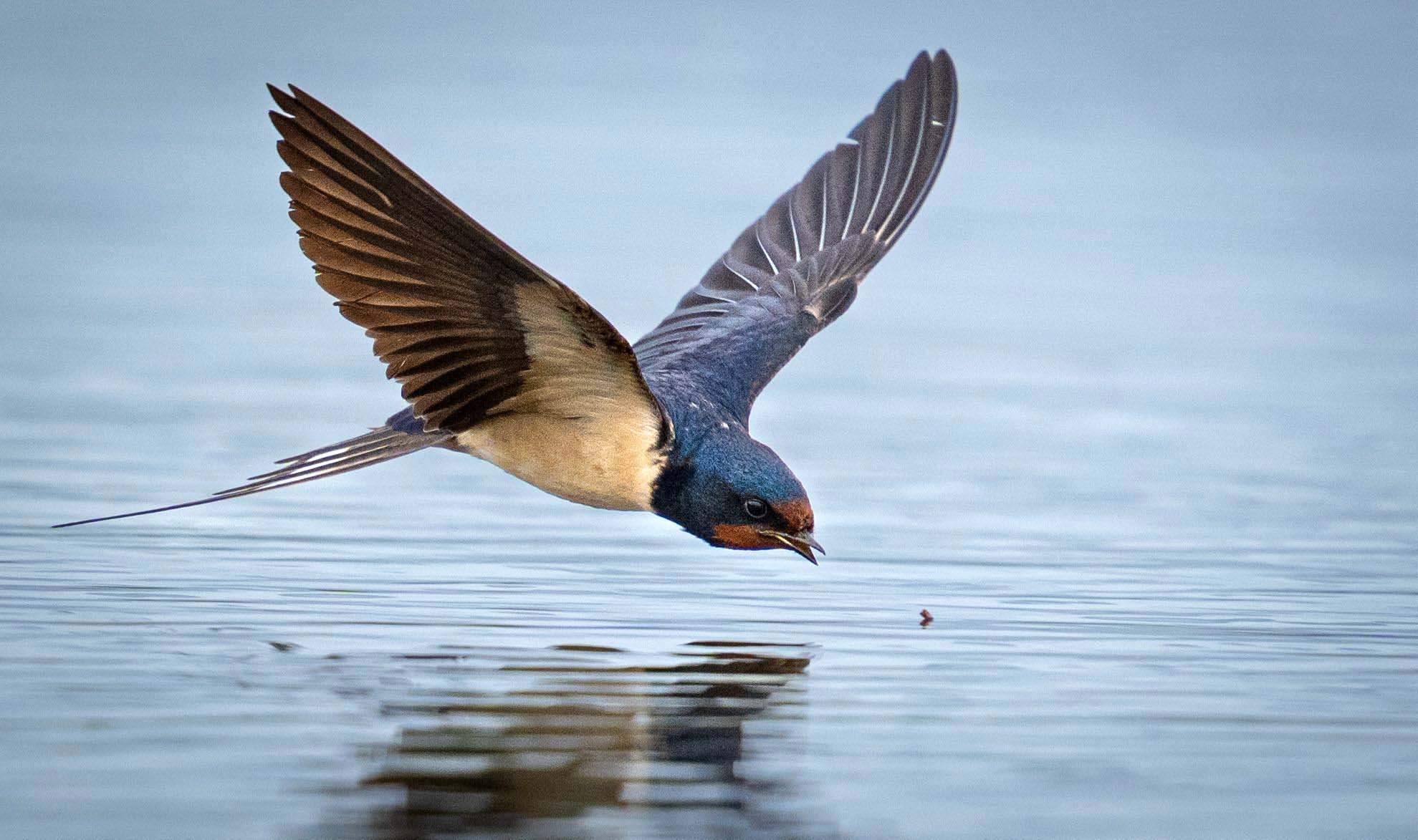 Kuş cenneti Manavgat