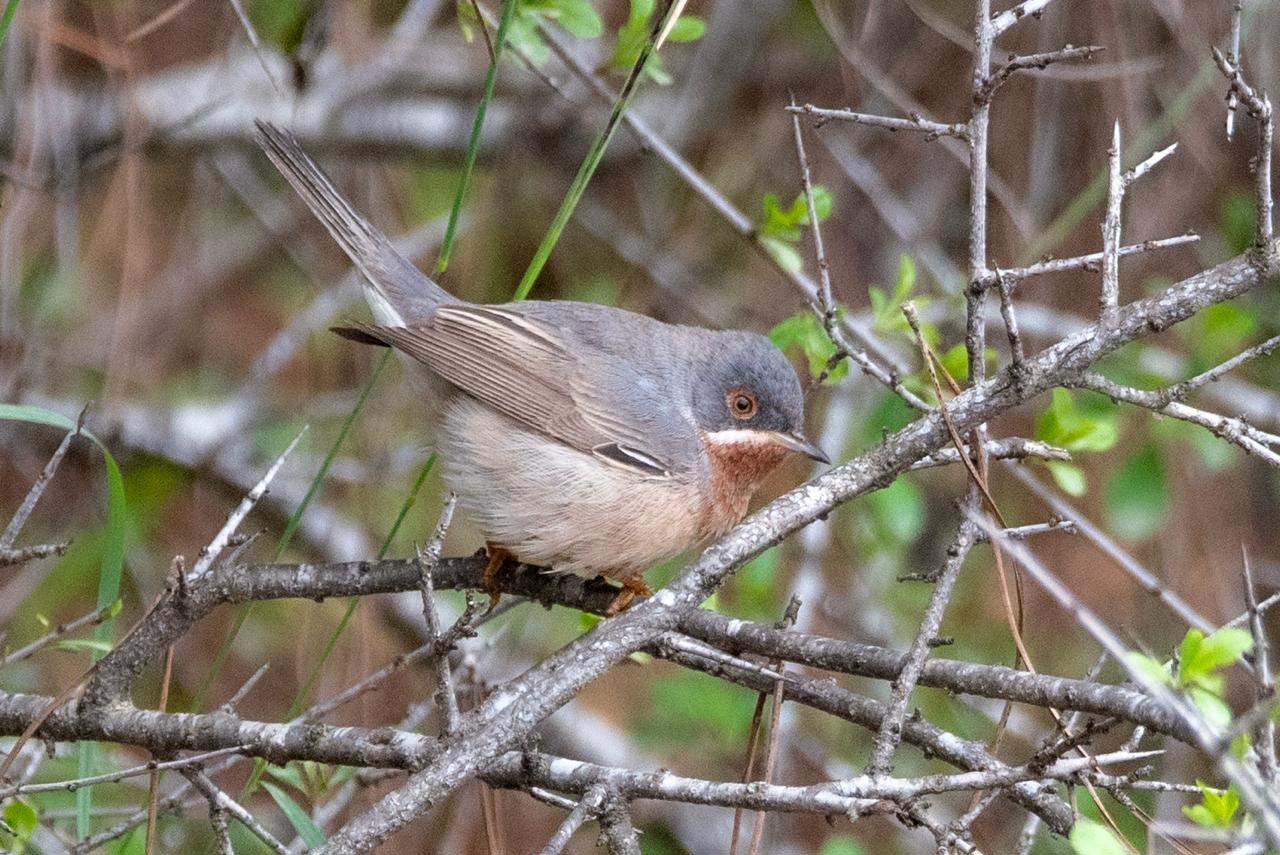 A N T A L Y A D A 3 G U N D E 120 N I N U Z E R I N D E K U S 1251569 372431