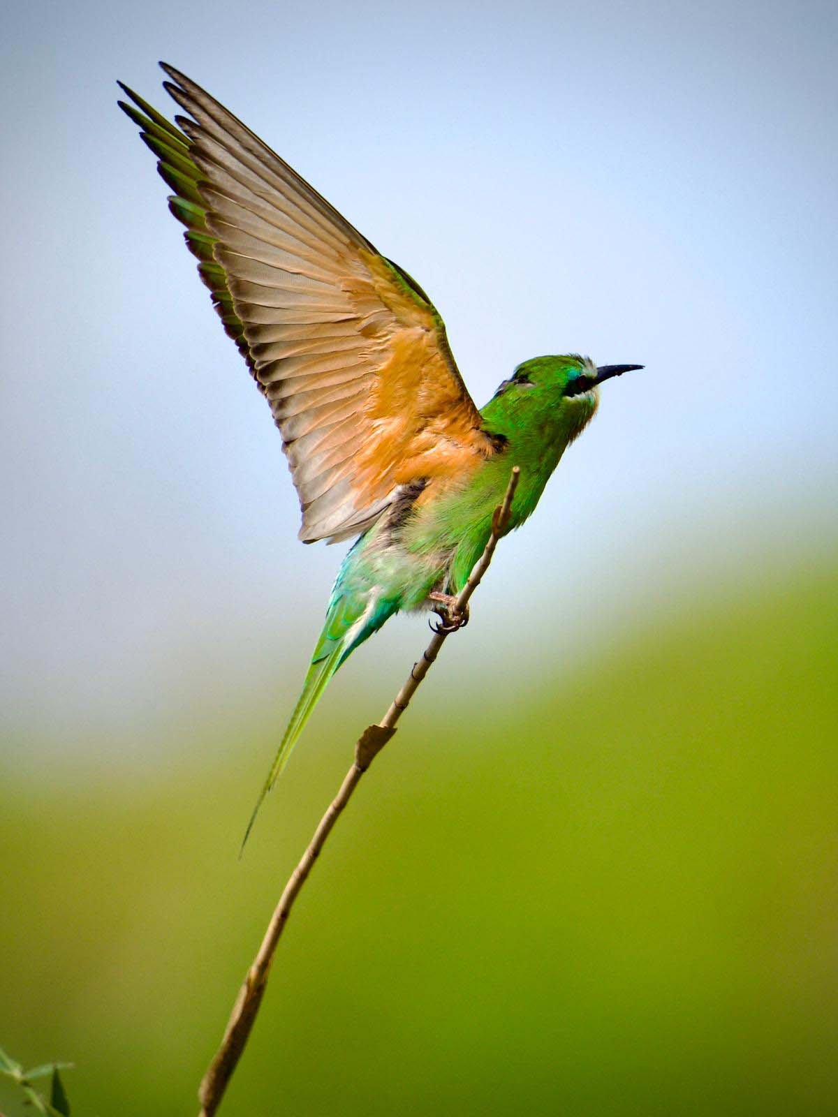 A N T A L Y A D A 3 G U N D E 120 N I N U Z E R I N D E K U S 1251571 372431