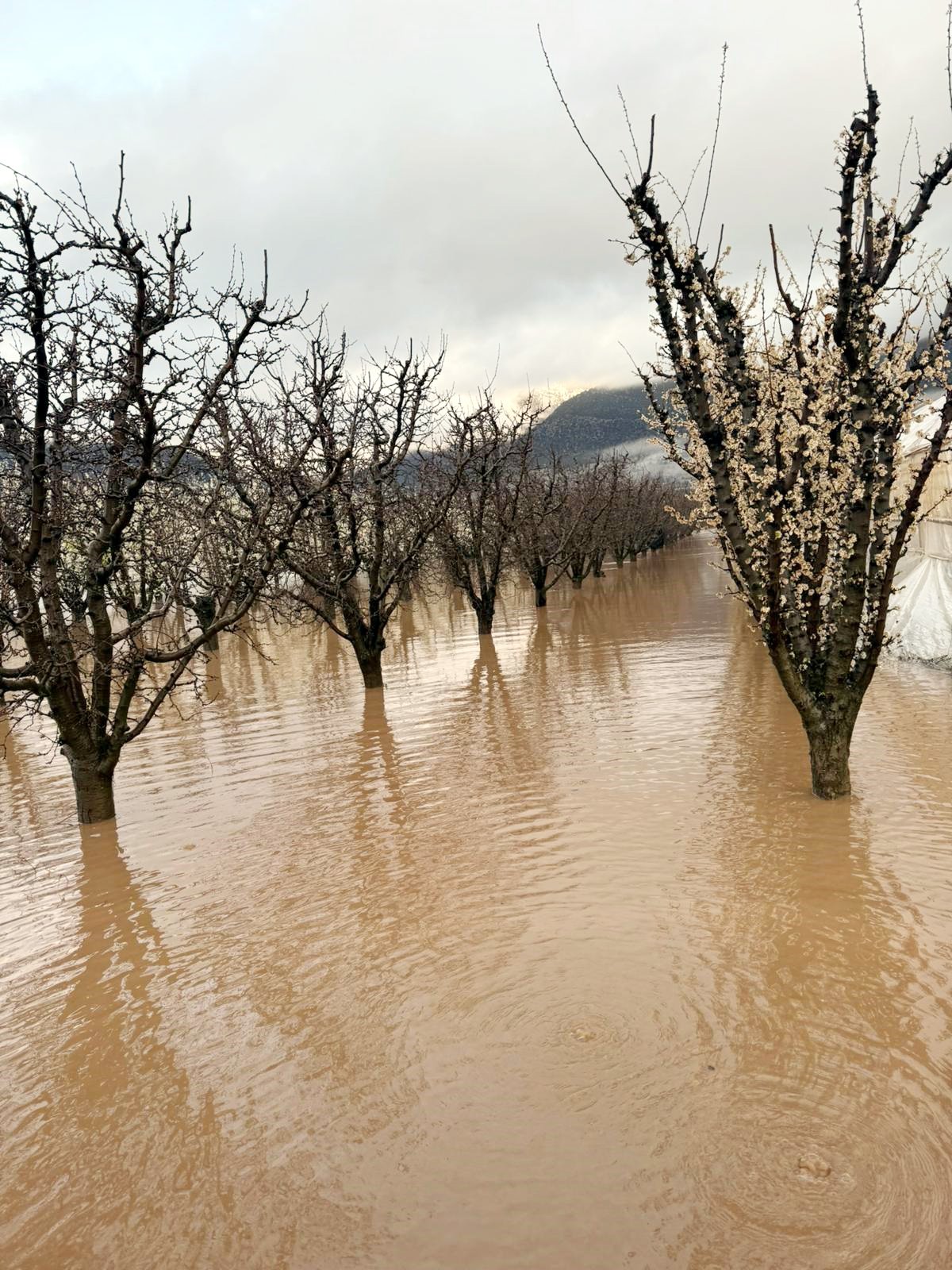 A N T A L Y A D A S A G A N A K D E R E L E R T A S T I T A R I M 1240581 369057