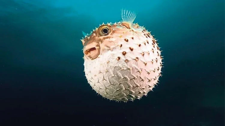 Balon Balığı