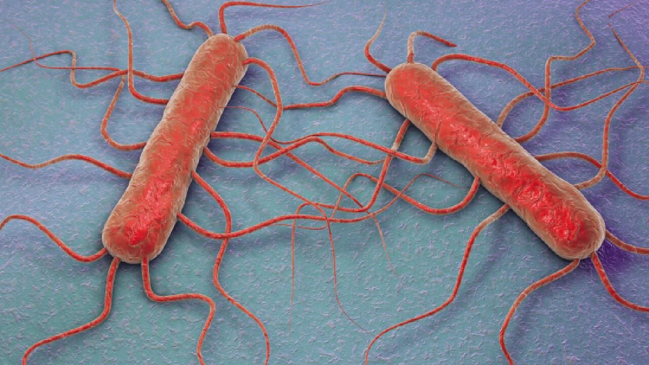 Listeria Bakteri Getty 1871773