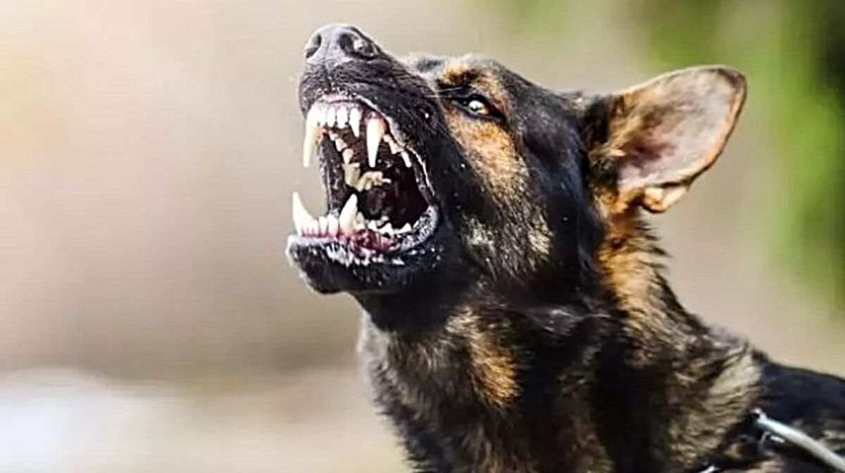 Veteriner hekime köpek saldırısı