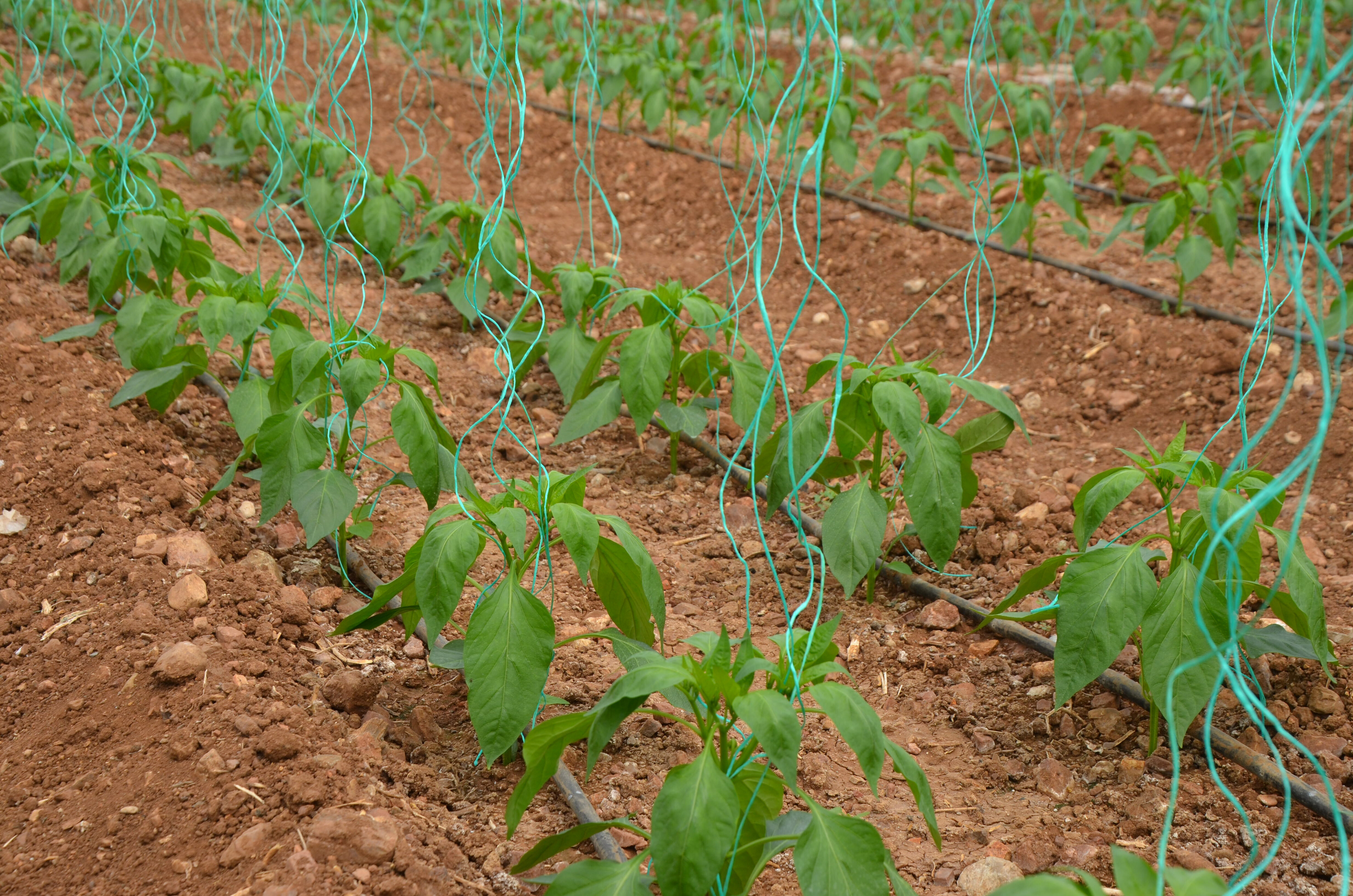 S E R I K T E K A P Y A B I B E R E K I M I N E B A S L A N D I 1524767 453641