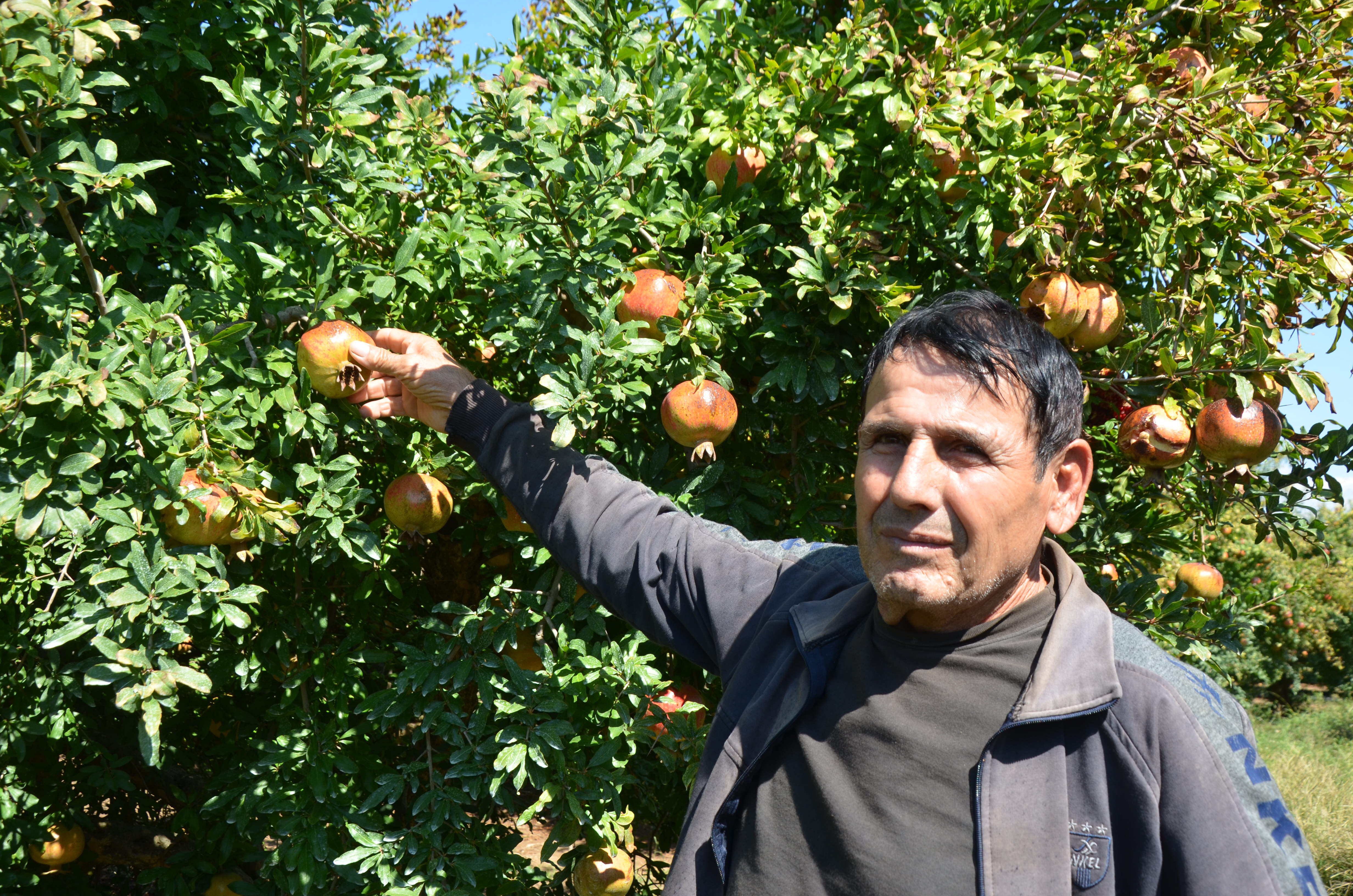 Antalya'da nar sezonu başladı
