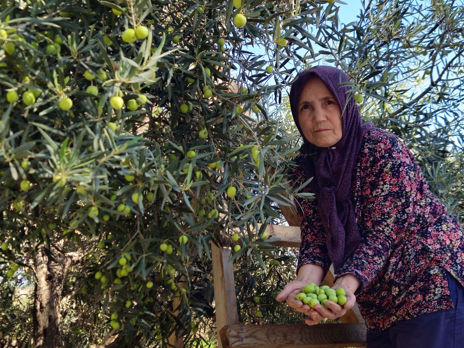 'Tavşan yüreği'nde rekolte beklentisi 10 bin ton