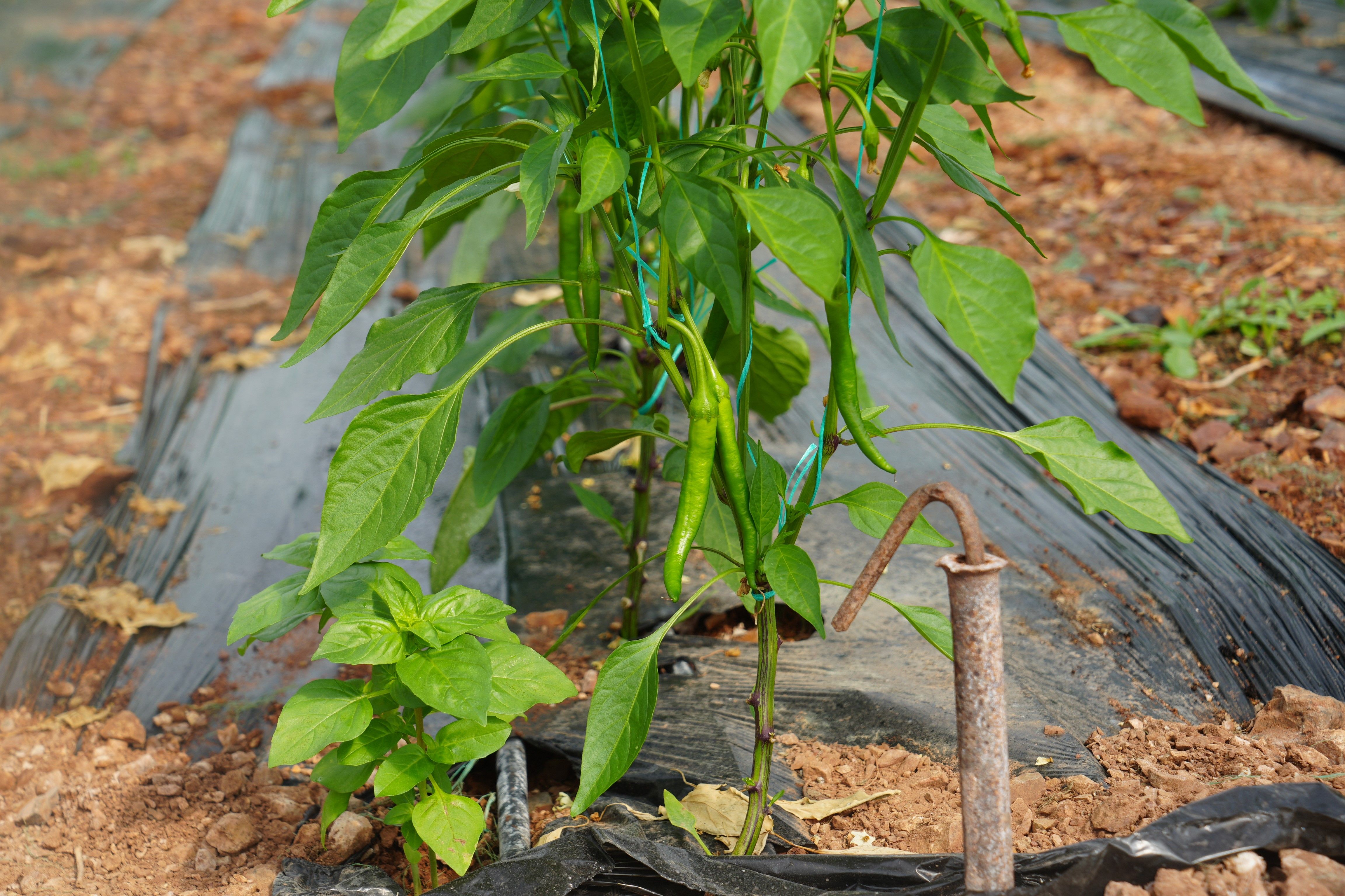 A W816707 08