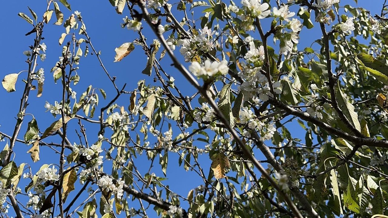 Gazipaşa'da kiraz ağaçları çiçek açtı 