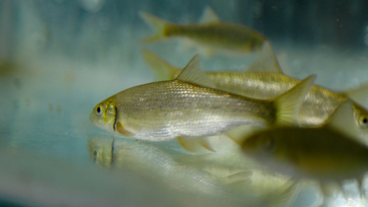 Nesli tehlike altındaki 3 balık türü, Antalya'da üretildi