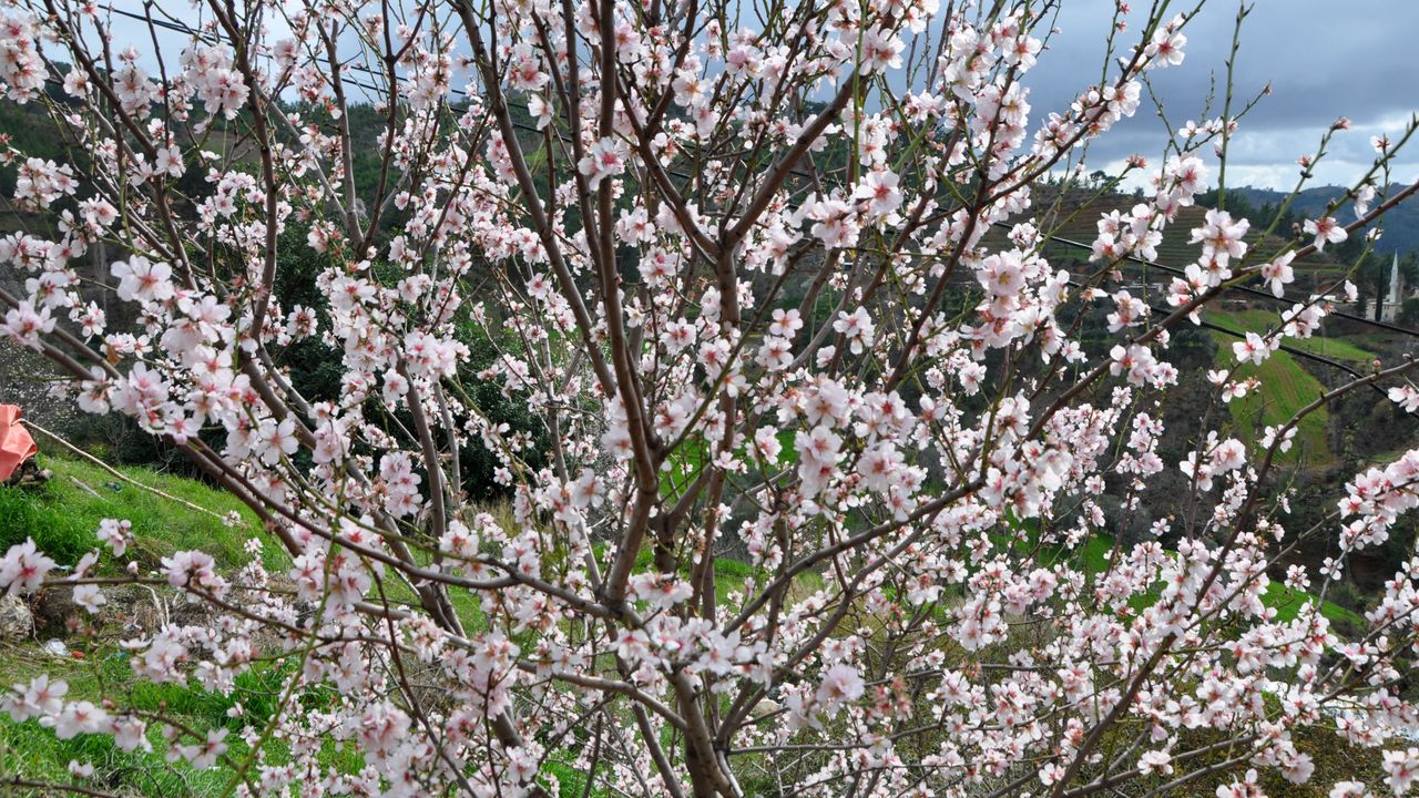 Gazipaşa'da badem ağaçları çiçek açtı