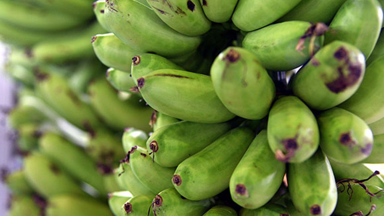 Muz üretiminde yapay zeka desteği