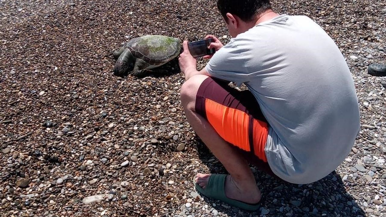 Caretta caretta sahile vurdu