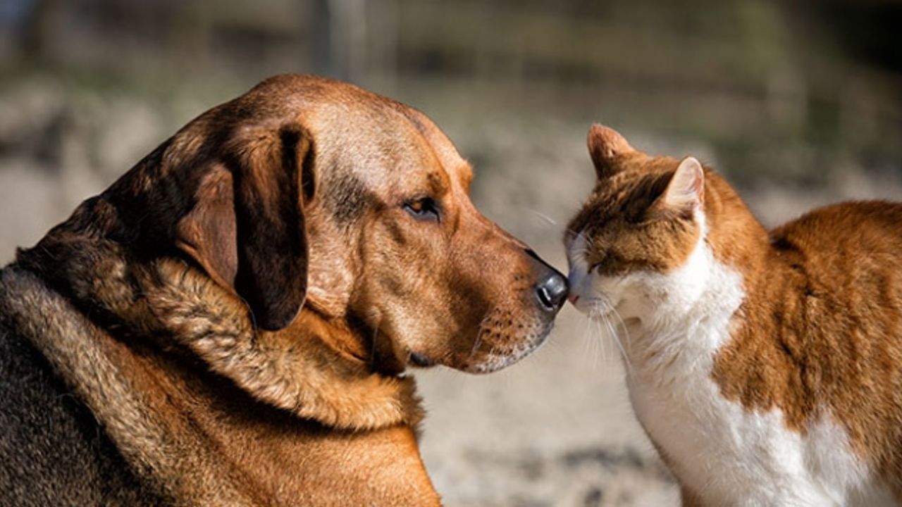 Sıcaklar arttı, tehlike büyüdü