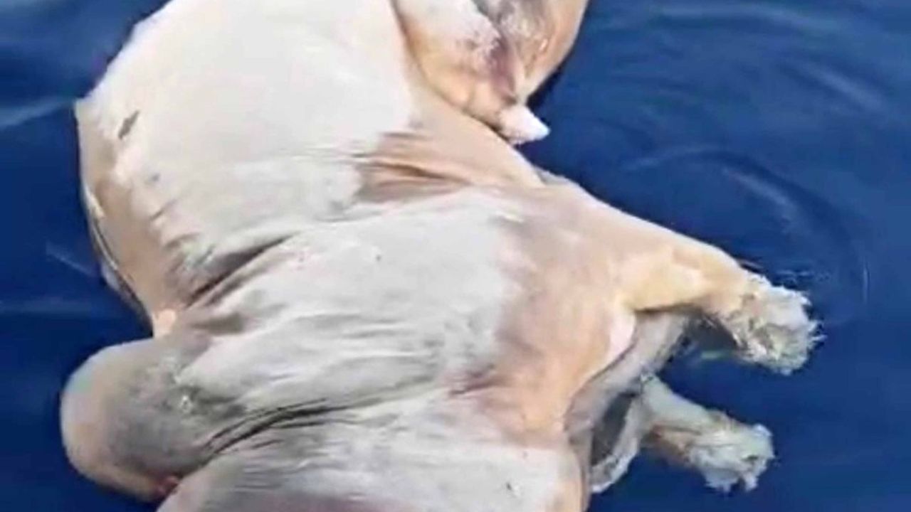 Denizde inek ölüsü bulundu