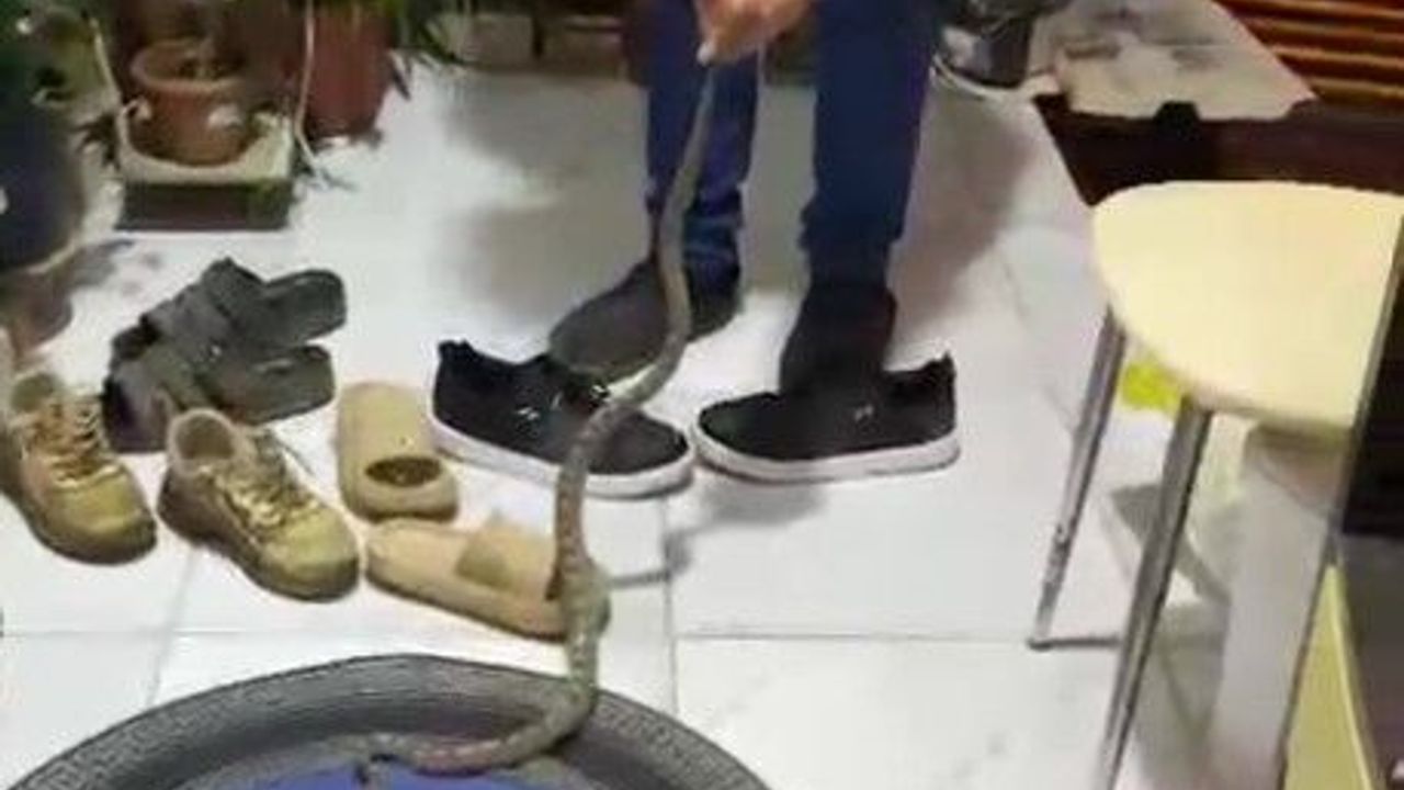 Eve giren yılanla muhabbeti güldürdü