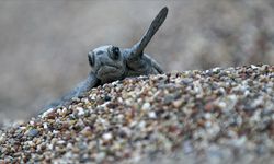 Antalya’da Caretta Caretta mevsimi başlıyor