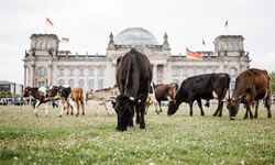 Almanya'da aktivistler meclis önünde inek otlattı