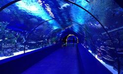 Antalya Aquarium'a öğretmenlere ücretsiz giriş fırsatı
