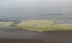 Manavgat'ta denizdeki polenler korkuttu