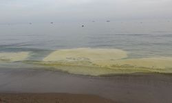 Manavgat'ta denizdeki polenler korkuttu