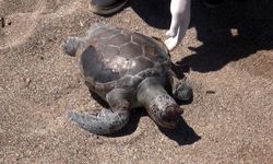 Deniz kaplumbağaları balık ağları nedeniyle ölüyor