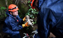 Çukurda mahsur kalan yavru köpek kurtarıldı