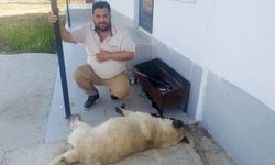 Köpeği tavuk eti ile zehirlediler