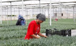 Kesme çiçekten 165 milyon dolar