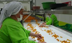 Kuru kayısı ihracatı yüz güldürdü