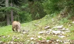 Nesli tehlikede olan Anadolu leoparı görüntülendi