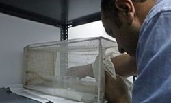 İklim değişikliği sineklere yaradı