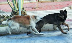 Başıboş köpekler korkutuyor