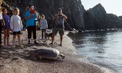 Çıralı Sahili, deniz kaplumbağalarına ev sahipliği yapıyor