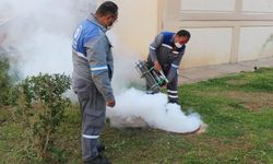 Yağış rejimi düzelince sivrisinek sorunu stabile dönecek