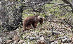 Bozayının yaban keçisini avladığı anlar kamerada