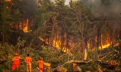 Yunanistan'da orman yangını!