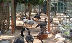 Antalya'da 2 milyonluk kuş operasyonu