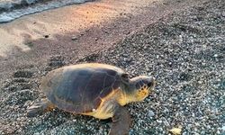 Caretta Carettalar yumurtlamak için sahile geldi