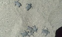 İlk caretta carettalar denize ulaştı