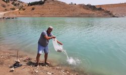 Göllere 83 bin sazan balığı yavrusu bırakıldı