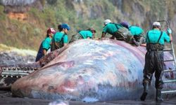 Ölü balinanın bağırsağından 500 bin euroluk akamber çıktı