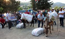 Eşek yarışmasına büyük ilgi