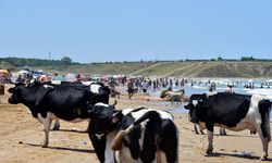 İnekler sahili bastı
