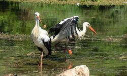 Tedavi edilen yavru leylekler doğaya bırakıldı