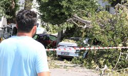 Asırlık çınarın dalı kırıldı: Araçlar zarar gördü