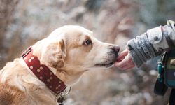 Bugün can dostlar köpeklerin günü!