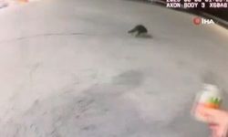 Kafası kavanoza sıkışan rakunu polisler kurtardı   