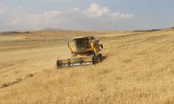 Büyükşehir'den buğday üretimi